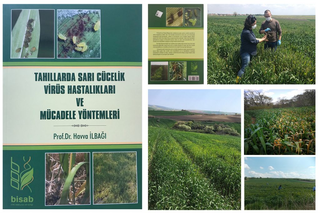 TAHILLARDA SARI CÜCELİK VİRÜSÜ