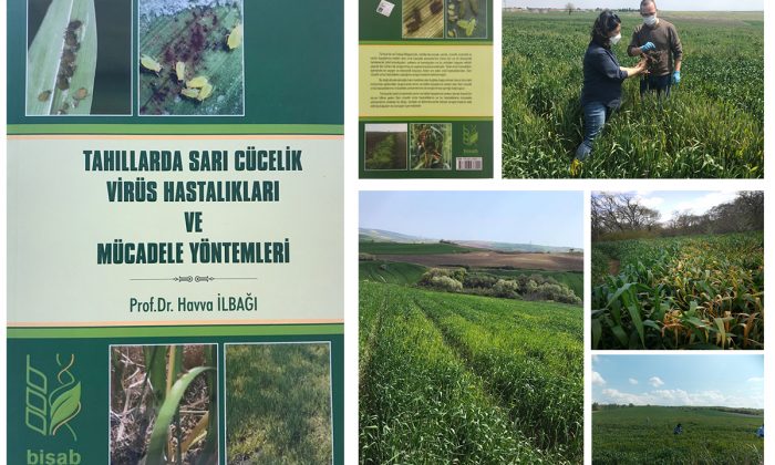 TAHILLARDA SARI CÜCELİK VİRÜSÜ