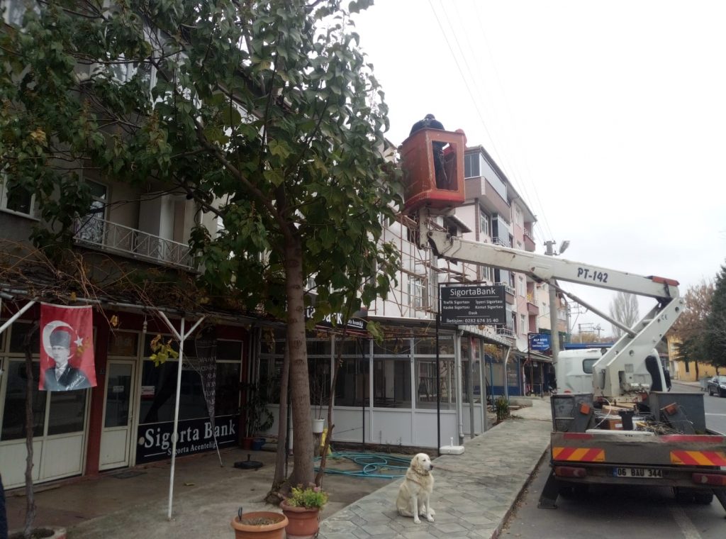 ERGENE’DE AĞAÇLAR BUDANIYOR