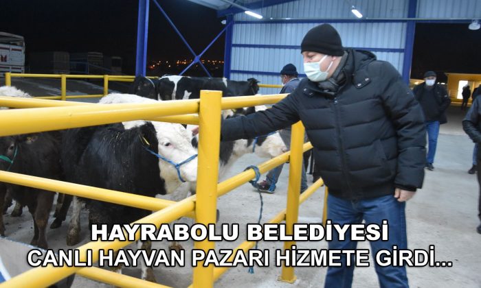 HAYRABOLU’YA CANLI HAYVAN PAZARI