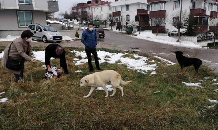 MALKARA KENT KONSEYİ SOKAK HAYVANLARINI UNUTMADI