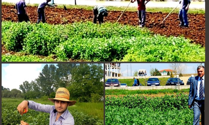 NKÜ’NDE “KOCA FİĞ” ÇEŞİDİ TESCİLLENDİ