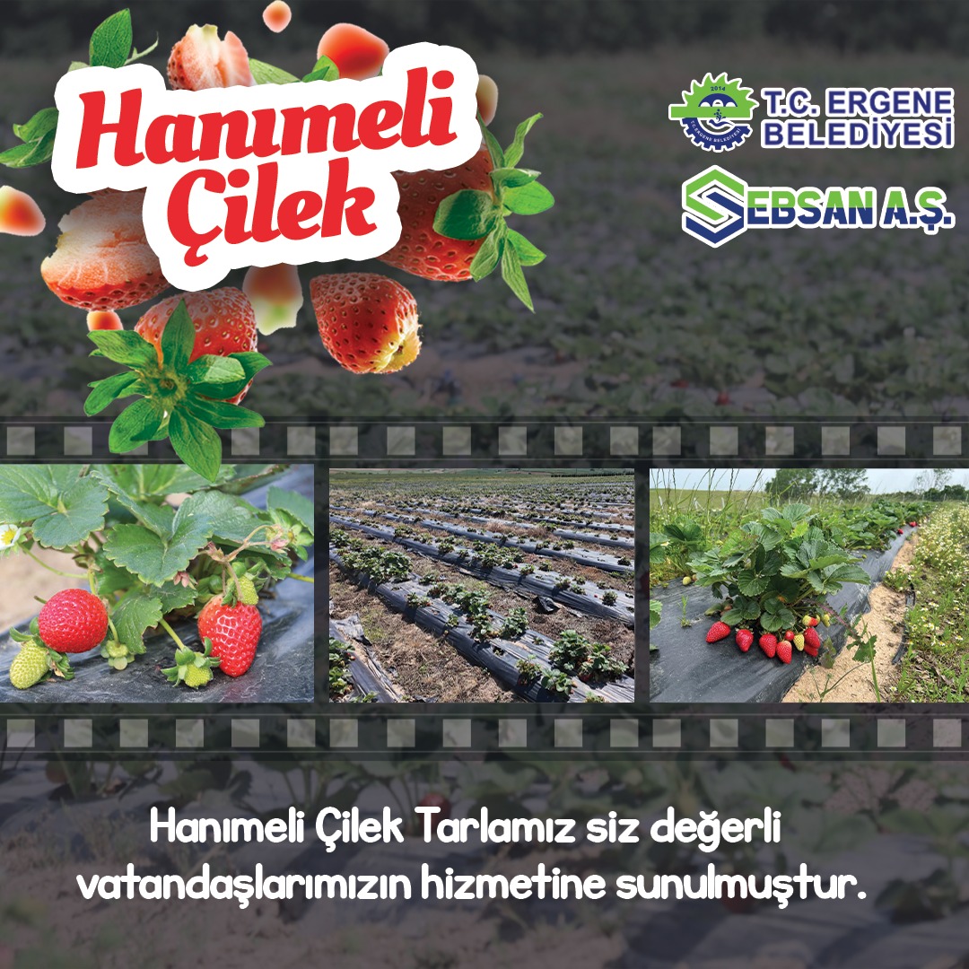 ERGENE BLD.EBSAN A.Ş. İŞBİRLİĞİYLE ÇİLEK VE LAVANTA BAHÇESİ FAALİYETTE